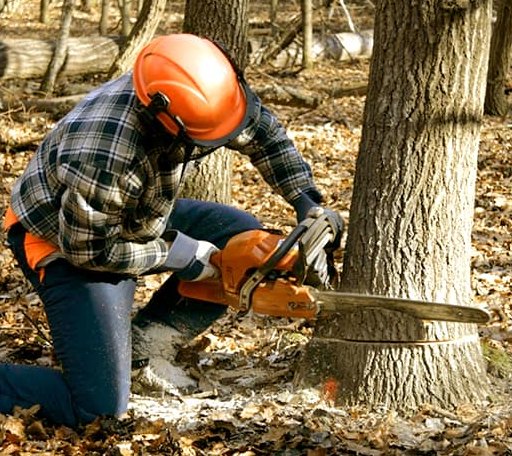 Tree Removal in Monhegan, ME